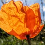 Mohn im Gegenlicht