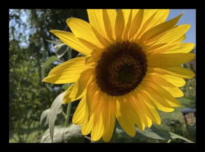 Sonnenblume mit schwarzem Rand
