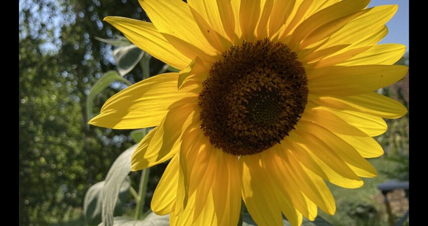 Sonnenblume mit schwarzem Rand